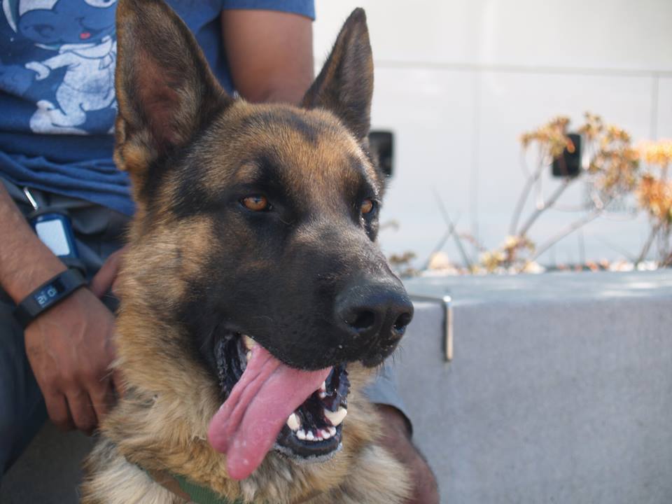 Handsome, young, well mannered! What are you waiting for?