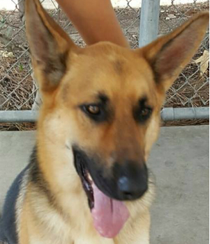 Help save Marina from a life of pain.
