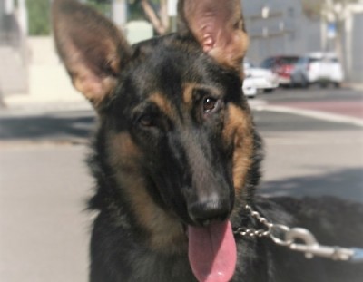 Evie is adopted!