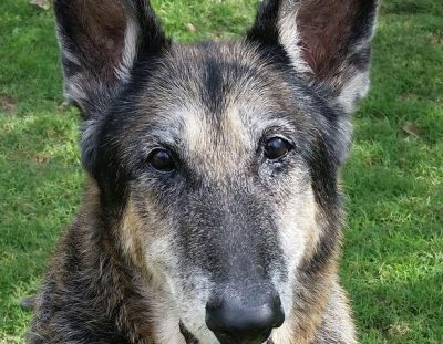Bo rescued! One of 17 Seniors in 17!