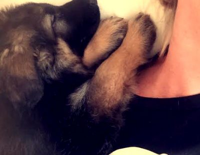 Baby Xander Rescued – a Special Needs Puppy.