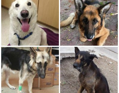 Saving Pets Challenge is on Now! Help SCGSR win!
