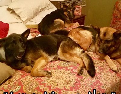 Nala is adopted!