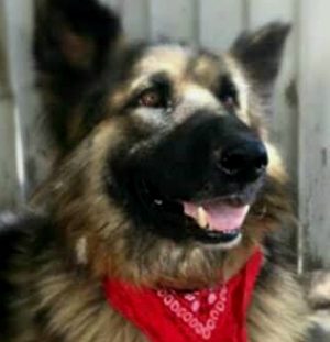 Rex Rescued!