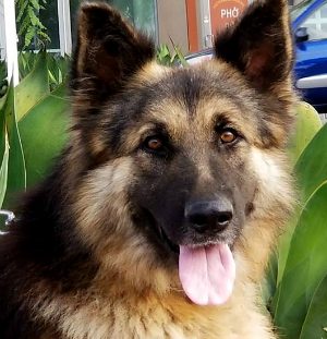 Rex Adopted!