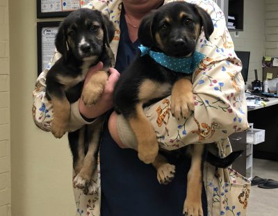 Dixie & Mya Rescued!