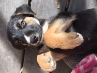 Dixie Adopted!