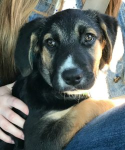 dixie-4mos