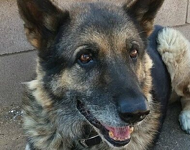 Help Senior Havasu Get the Vet Care he Needs!