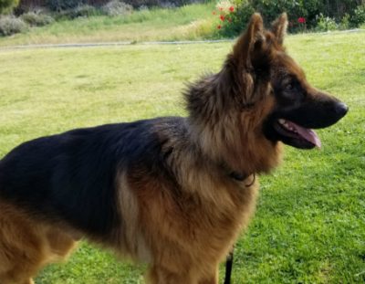 Beautiful Noah is Adopted!