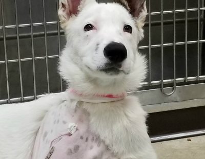 Baby Arrow was hit by a car and needs your help!