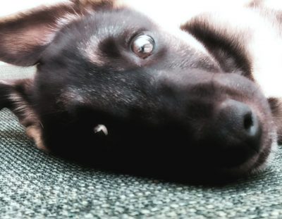 Buddy Rescued!