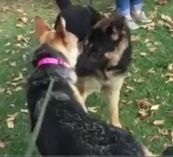 girldog