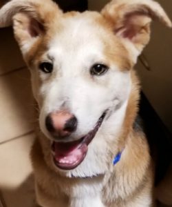 petey-portrait