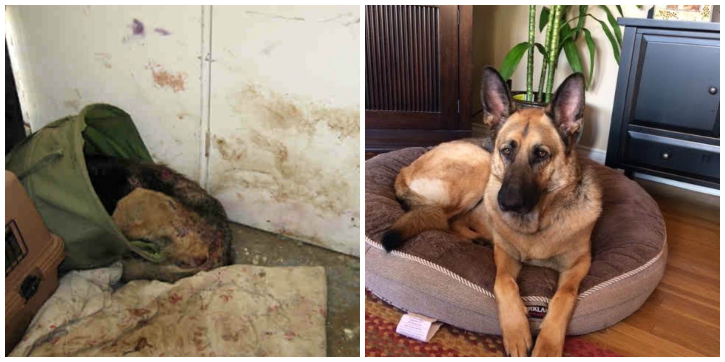 Living in a trash can, dying in a back yard. Help SCGSR make a difference for more dogs.
