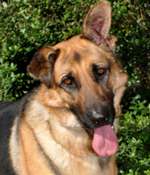 Nikita