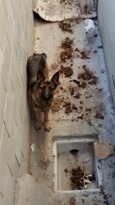 Dog Abandoned in Filth Finds Safe Haven with SCGSR!