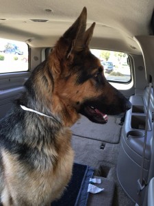 Asia - another German Shepherd rescued from a kill shelter!