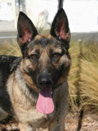 Dog for adoption - Buffalo Bill, a Shepherd Mix in Oceanside, CA