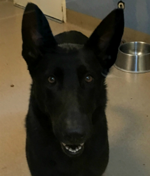 lena-Domino #358735 in Her Kennel-portrait