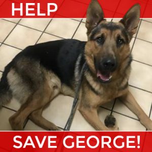 George Needs Your Help!