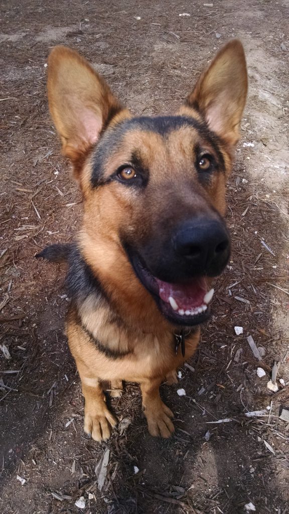 IMG_20180523_165037645 – Southern California German Shepherd Rescue