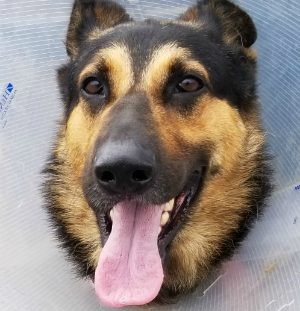 Diego is Adopted!