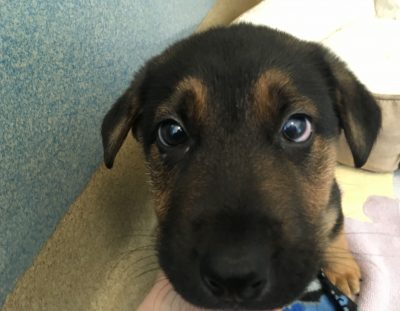 Fosters Needed!