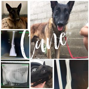 cane-collage